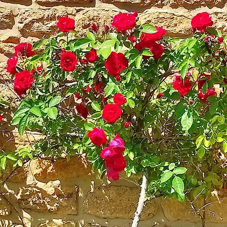 - Les Volets Roses De Torgny * Rouvroy